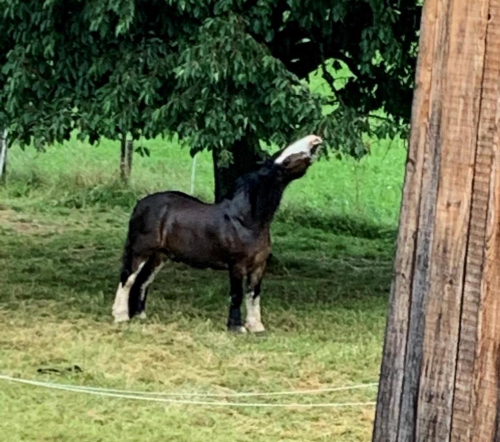مبيت وإفطار شاتو دو Au Pre Des Chevaux المظهر الخارجي الصورة