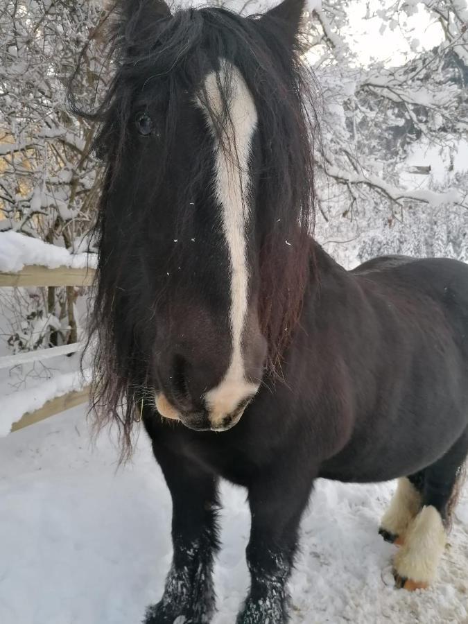 مبيت وإفطار شاتو دو Au Pre Des Chevaux المظهر الخارجي الصورة