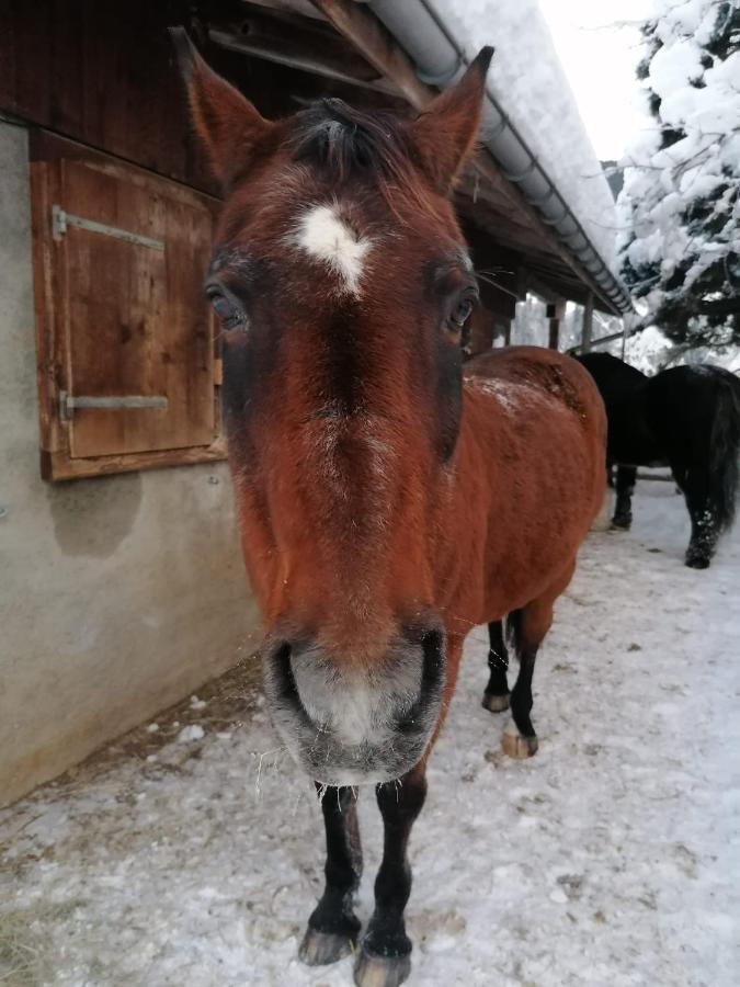 مبيت وإفطار شاتو دو Au Pre Des Chevaux المظهر الخارجي الصورة